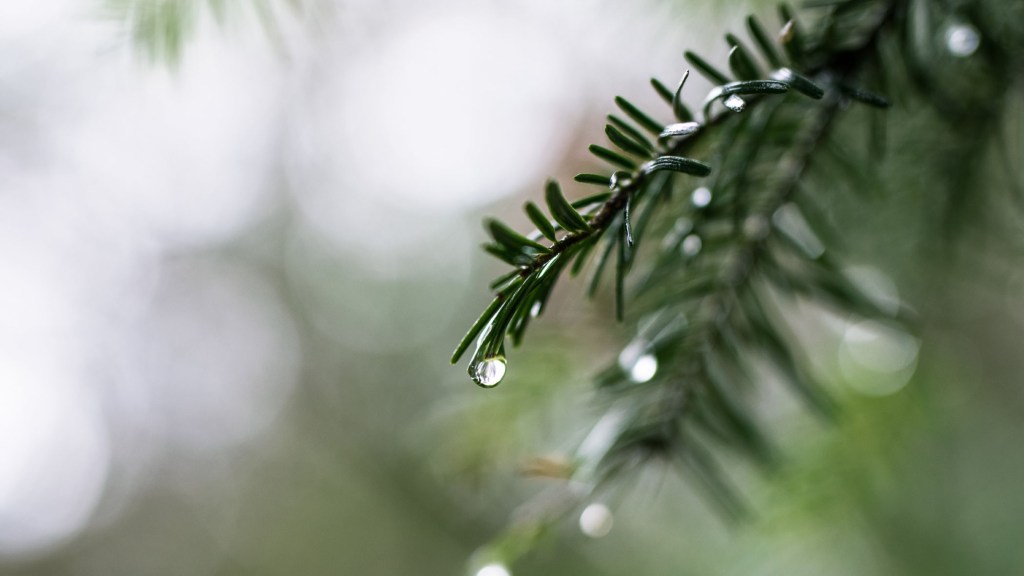 Trimming and Removal in the Rain: Our Wet-Weather Work Ethic