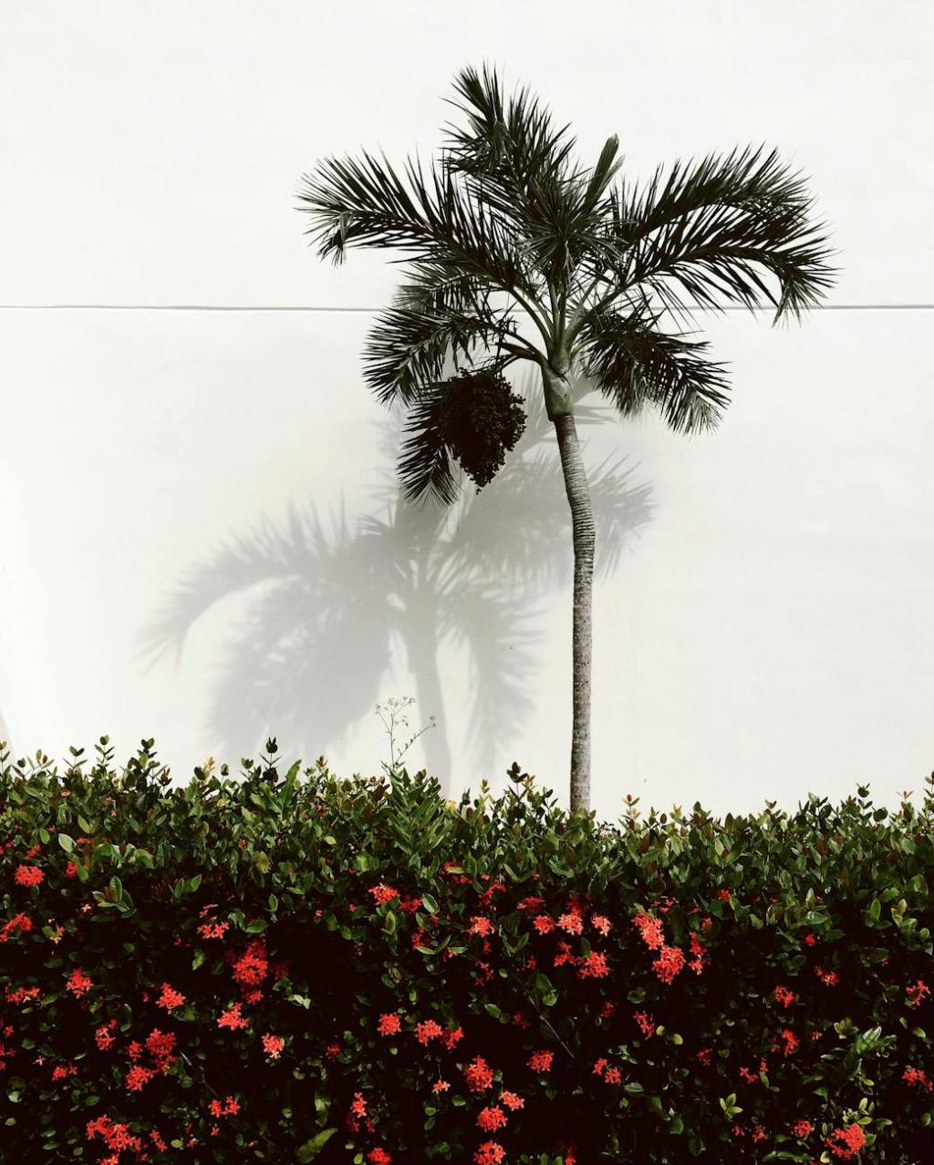 Tackling Palm Tree Disposal in San Mateo County